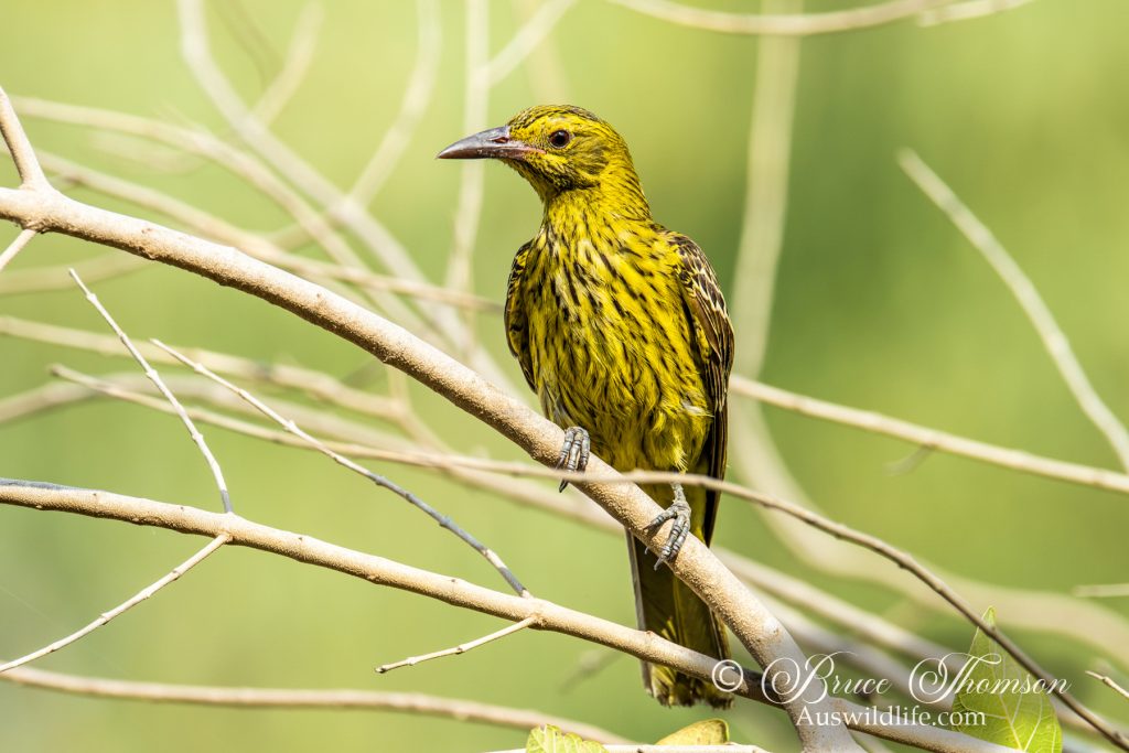 Yellow Oriole