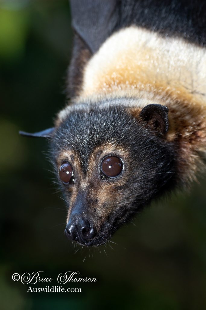 Spectacled Flying Fox (Pteropus conspicillatus)
