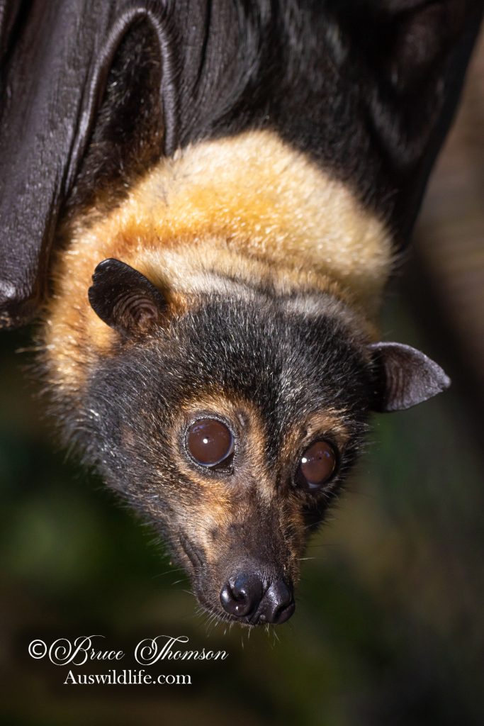 Spectacled Flying Fox (Pteropus conspicillatus)