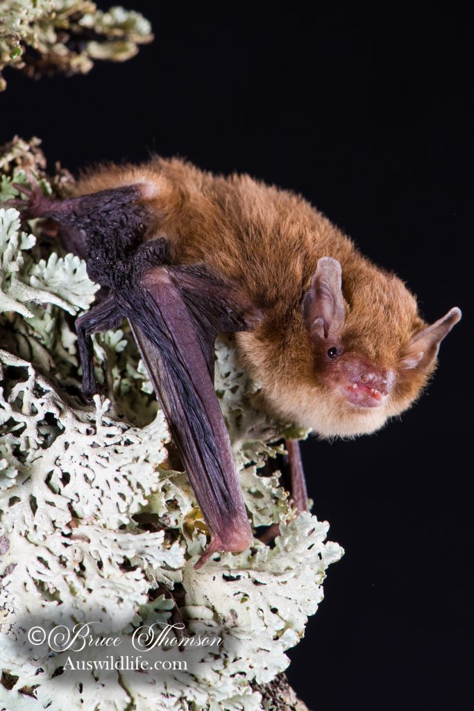 Southern Forest Bat (Vespadelus regulus)