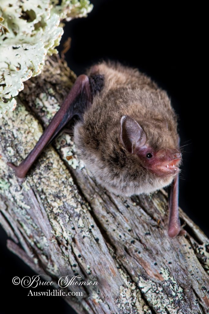 Little Forest Bat (Vespadelus vulturnus)