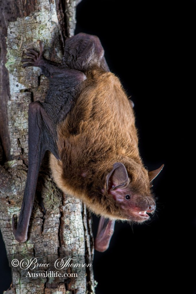 Eastern False Pipistrelle (Falsistrellus tasmaniensis)