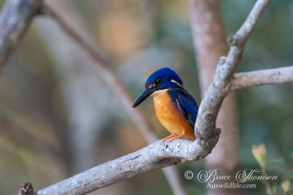 Azure Kingfisher