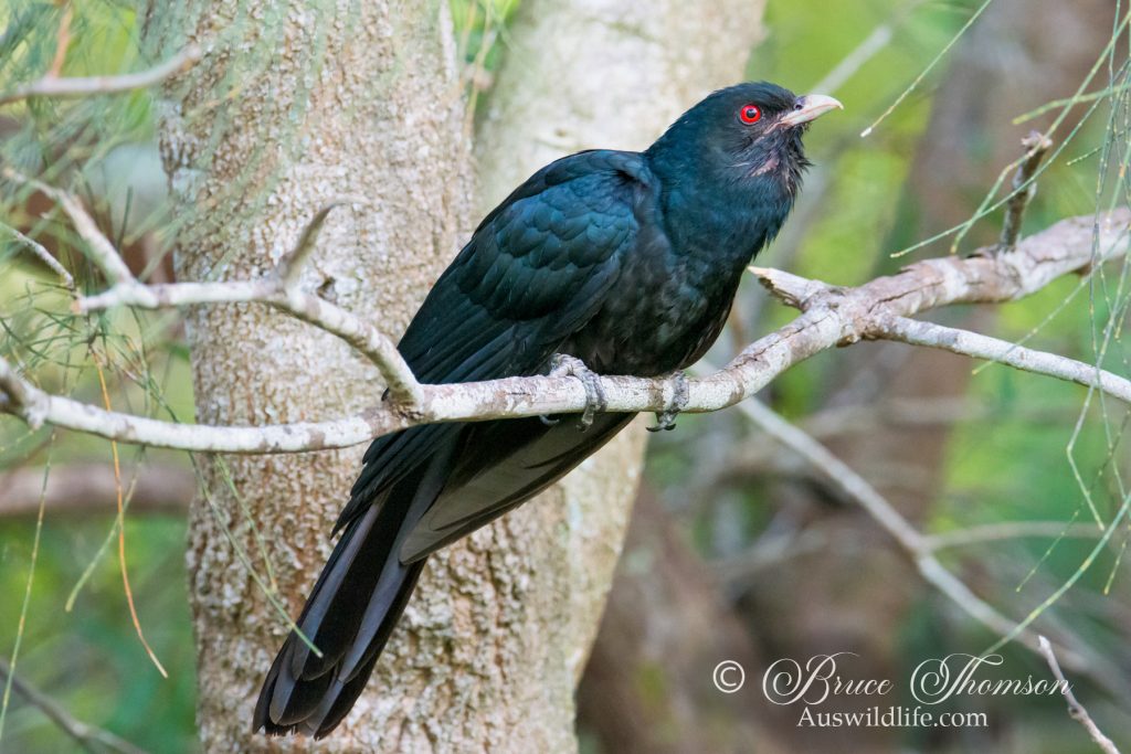 Eastern Koel (male)