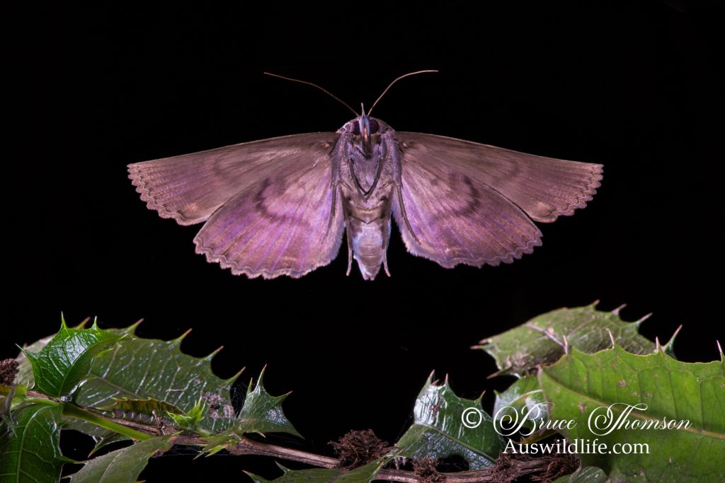 Granny's Cloak Moth (Speiredonia spectans)