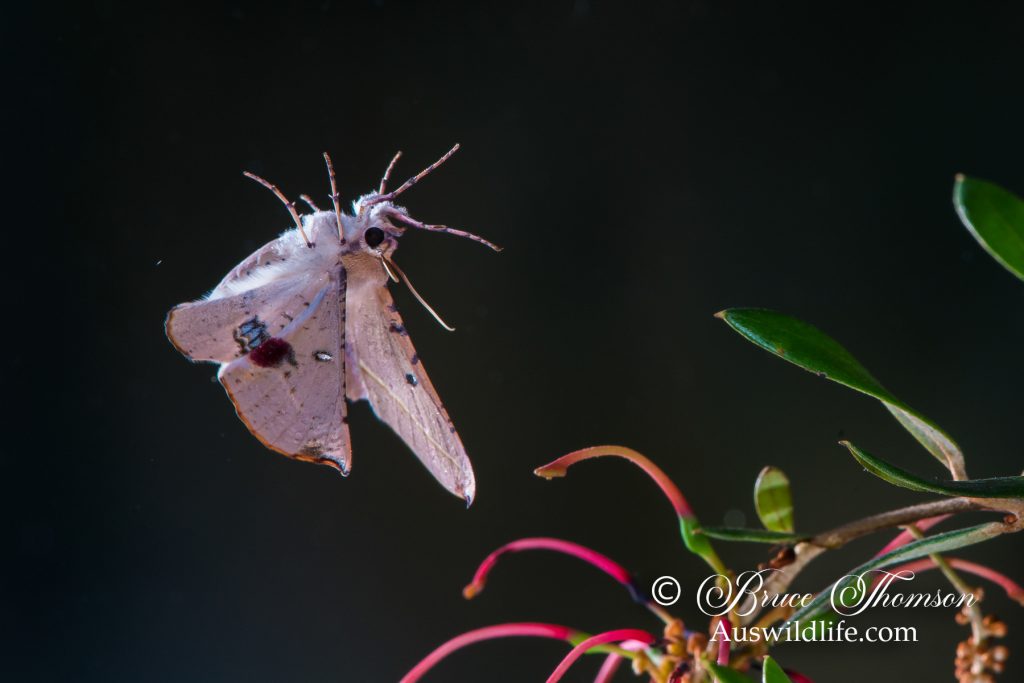 Pink-belled Moth (Oenochroma vinaria)