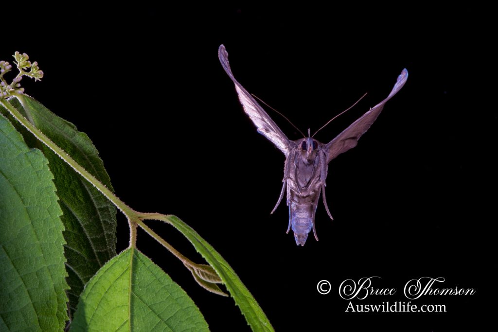 Granny's Cloak Moth (Speiredonia spectans)