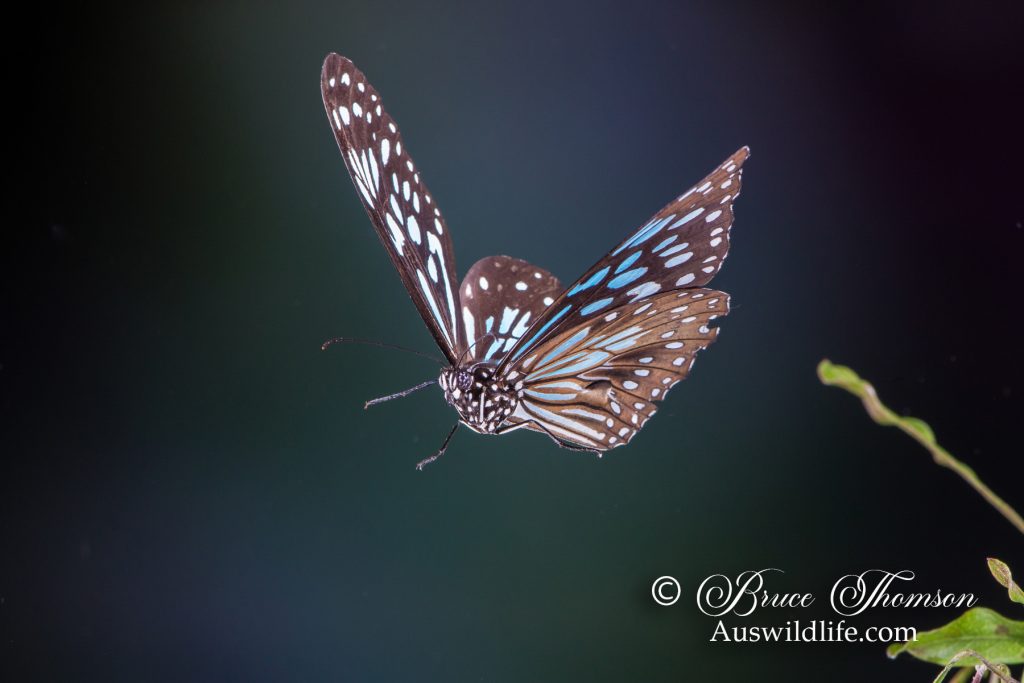 Blue Tiger Butterfly (Tirumala hamata)