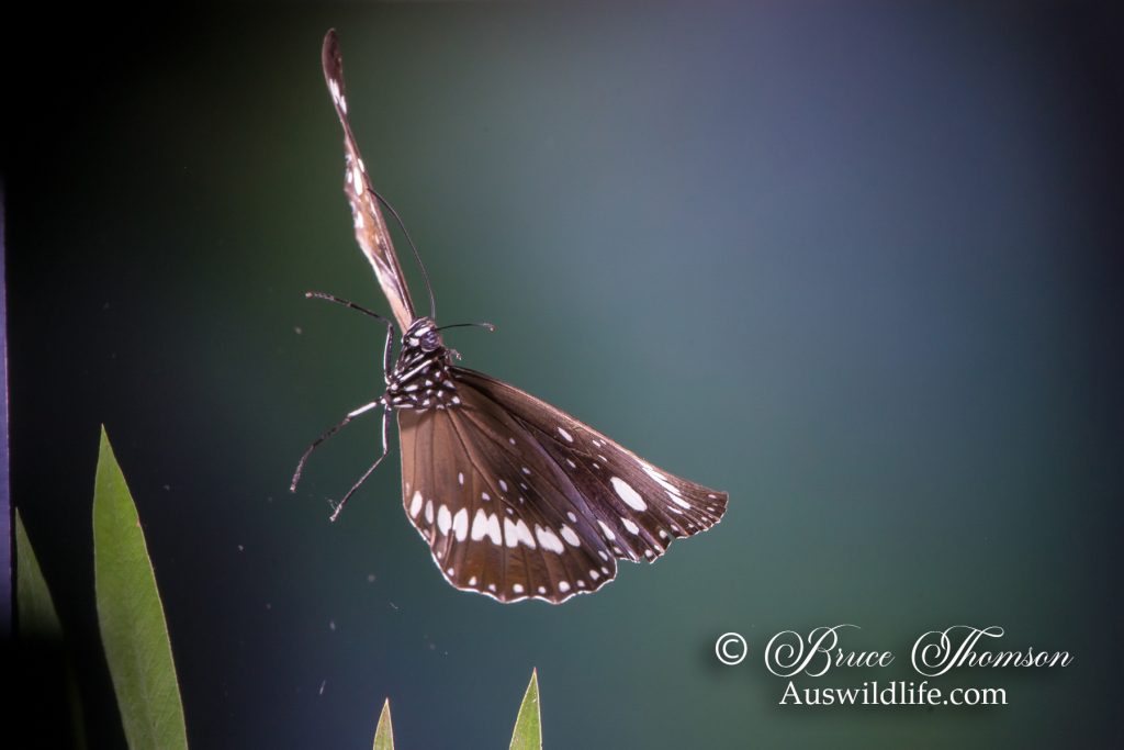Common Crow Butterfly (Euploea core)