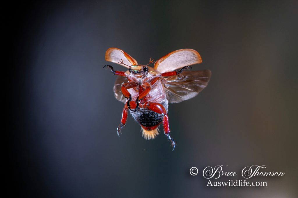 Christmas Beetle, Queen Beetle (Anoplognathus viriditarsis)