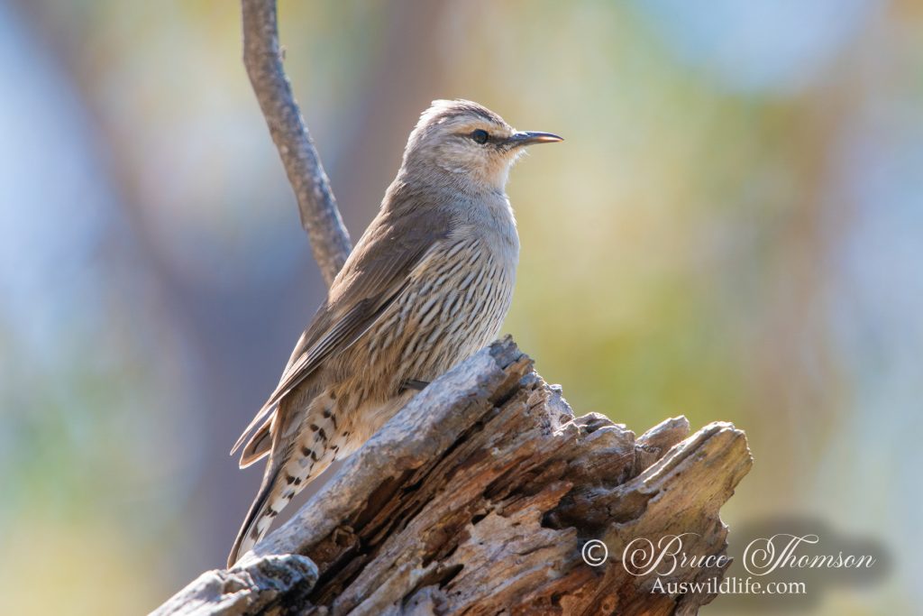 Brown Treecreeper