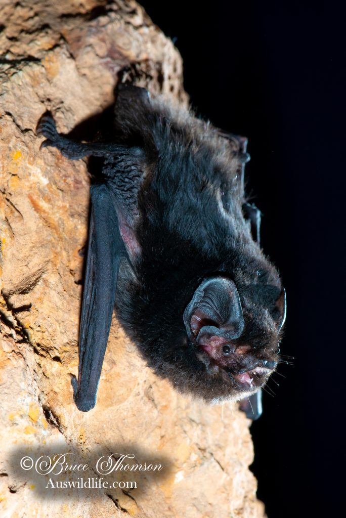 Large-eared Pied Bat (Chalinolobus dwyeri)