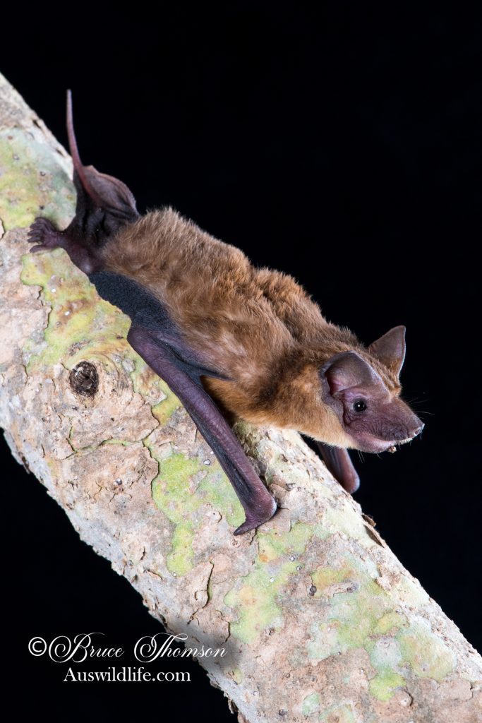 Mangrove Free-tailed Bat (Ozimops cobourgianus)