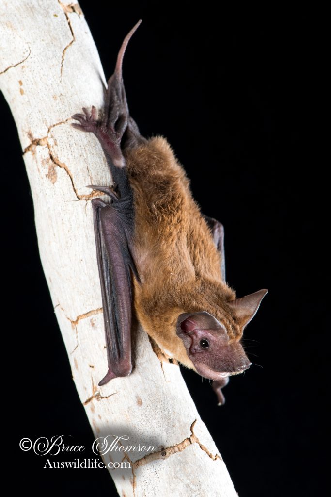 Mangrove Free-tailed Bat (Ozimops cobourgianus)