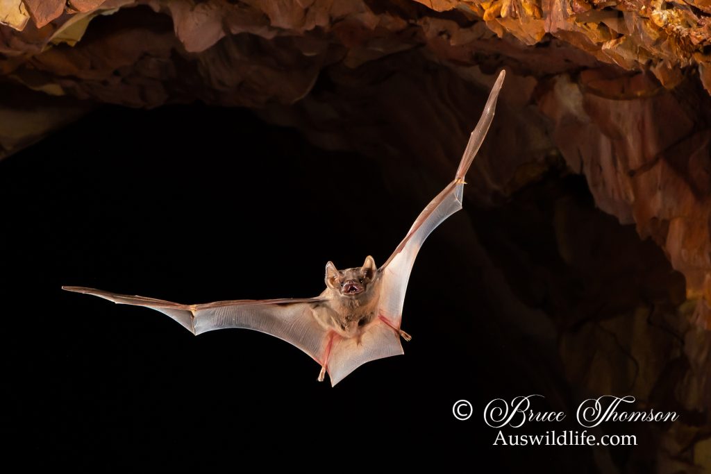Hill's Sheathtail Bat (Taphozous hilli)
