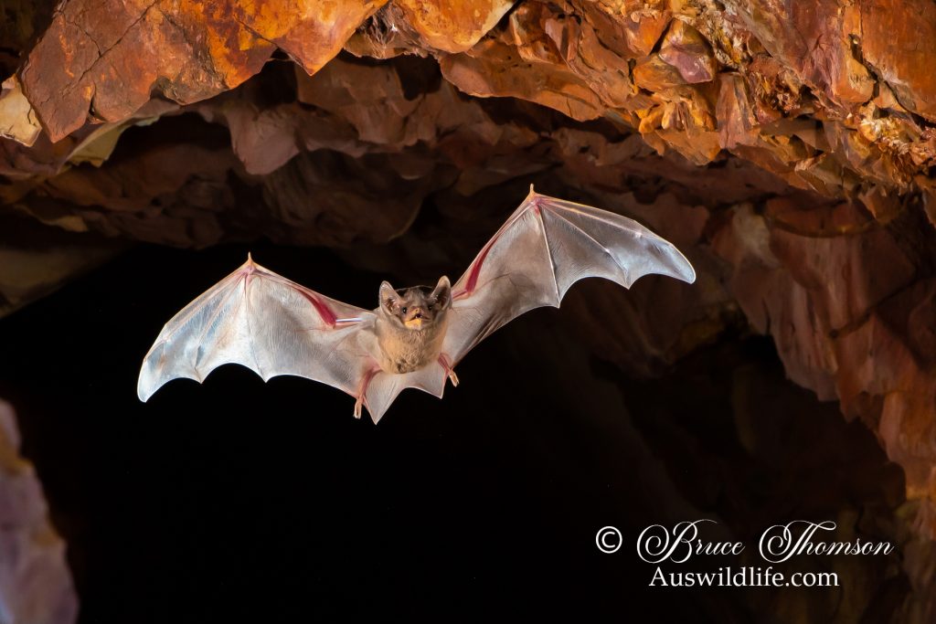 Hill's Sheathtail Bat (Taphozous hilli)