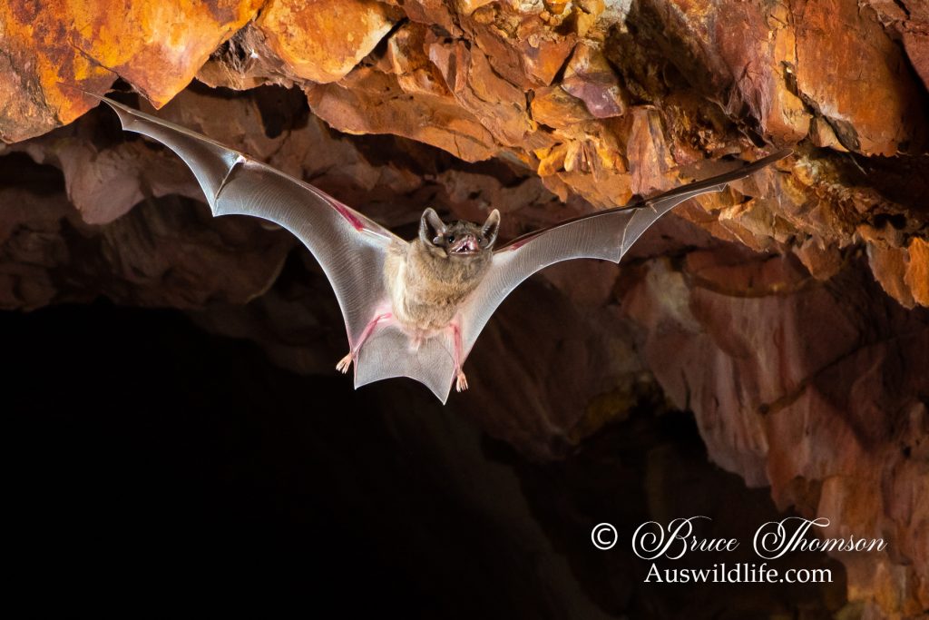 Hill's Sheathtail Bat (Taphozous hilli)