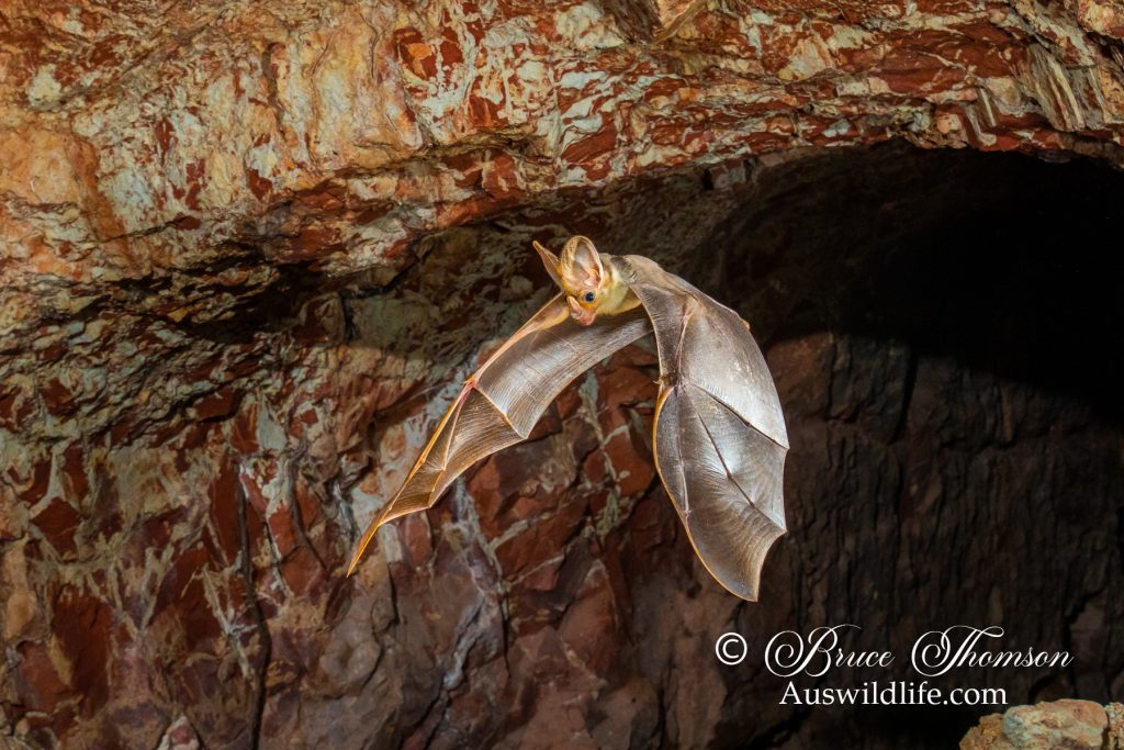 Ghost Bat (Macroderma gigas)