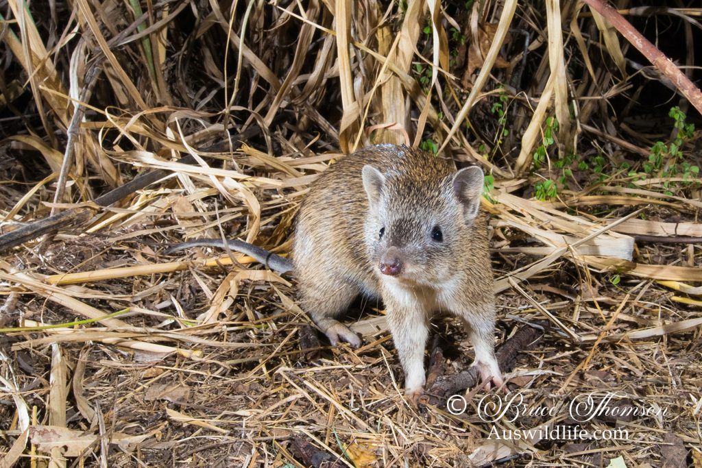 Brown Bandicoot (Isoodon macrourus)