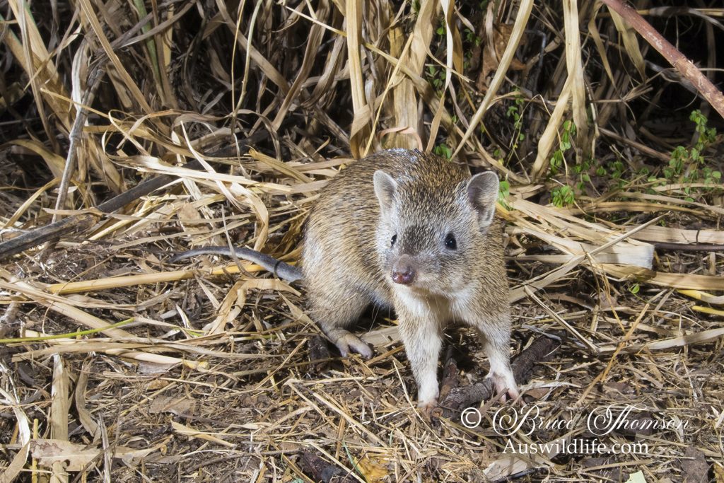 Brown Bandicoot (Isoodon macrourus) Brown Bandicoot (Isoodon macrourus)