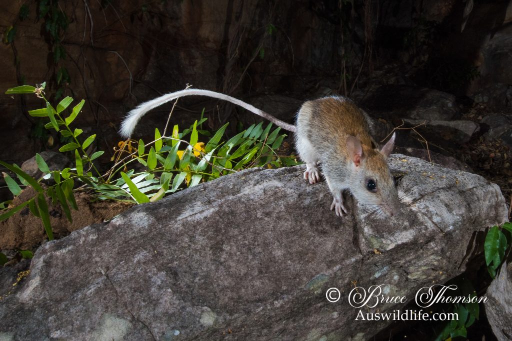 Golden-backed Tree Rat (Mesembriomys macrurus)