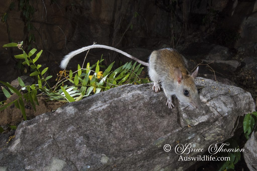 Golden-backed Tree Rat (Mesembriomys macrurus) Golden-backed Tree Rat (Mesembriomys macrurus)