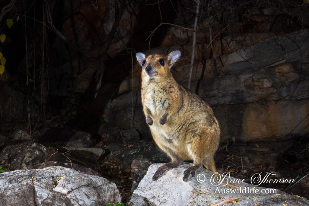 Monjon (Petrogale burbidgei)