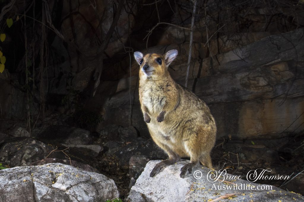 Monjon (Petrogale burbidgei) Monjon (Petrogale burbidgei)