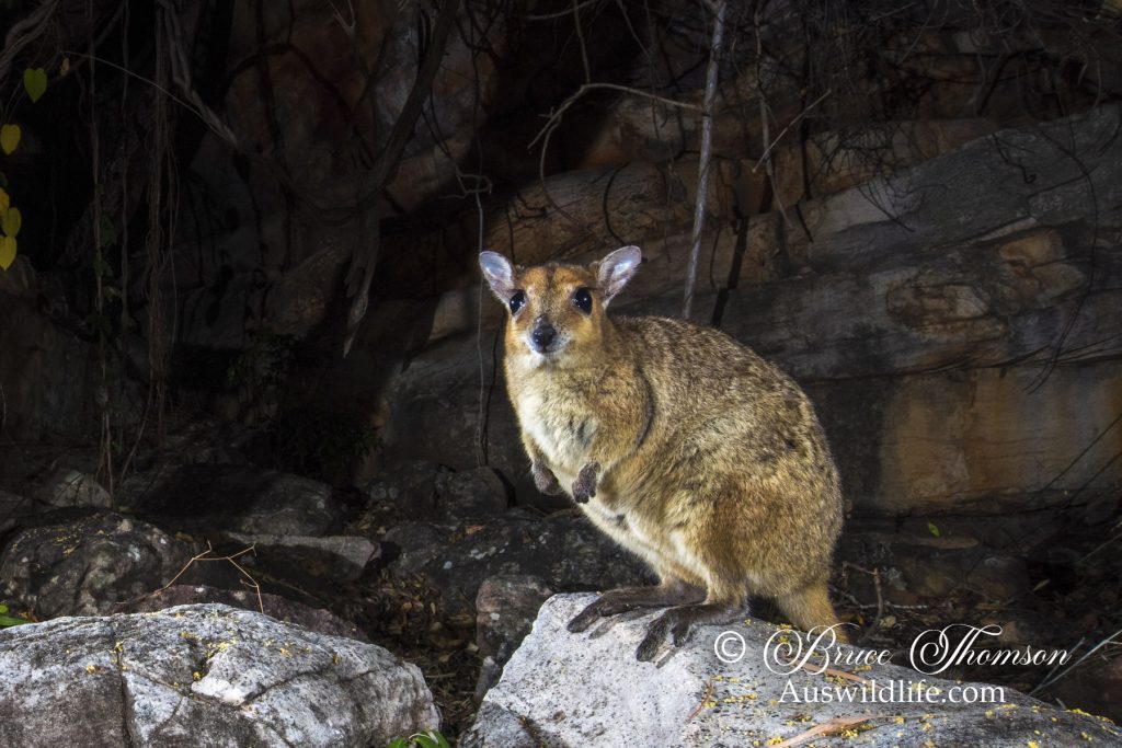 Monjon (Petrogale burbidgei) Monjon (Petrogale burbidgei)