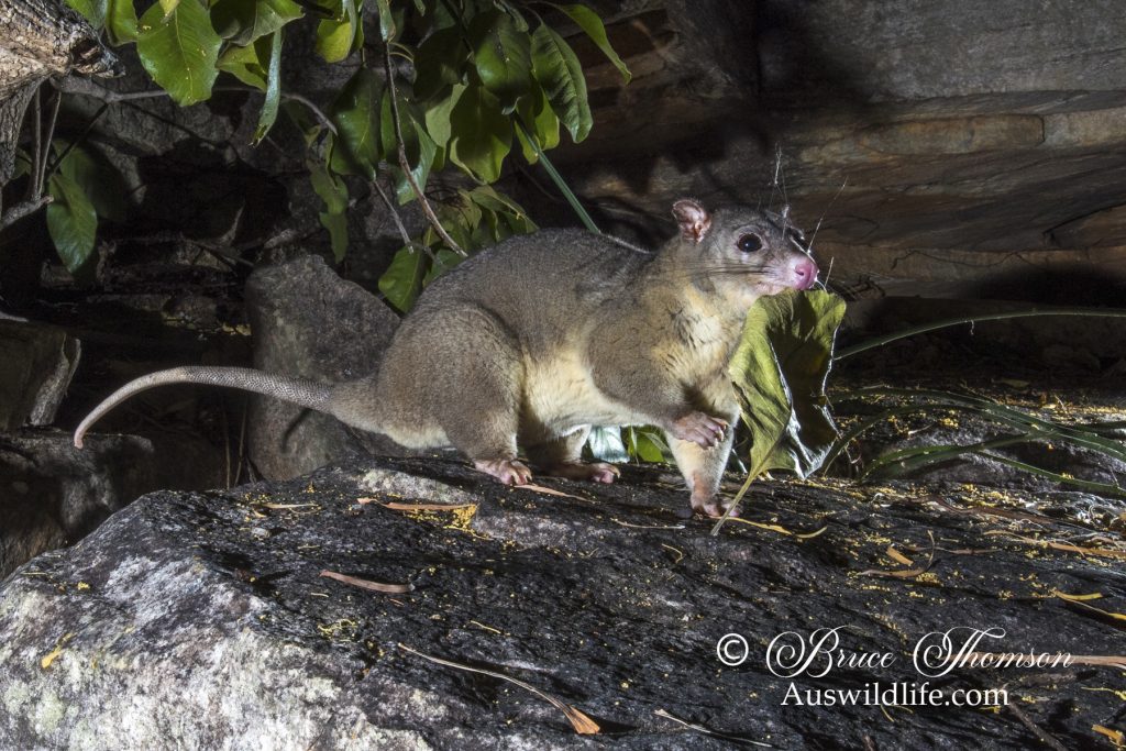 Scaly-tailed Possum or Wyulda (Wyulda squamicaudata) Scaly-tailed Possum or Wyulda (Wyulda squamicaudata)