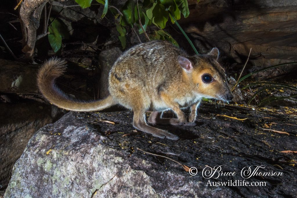 Monjon (Petrogale burbidgei)