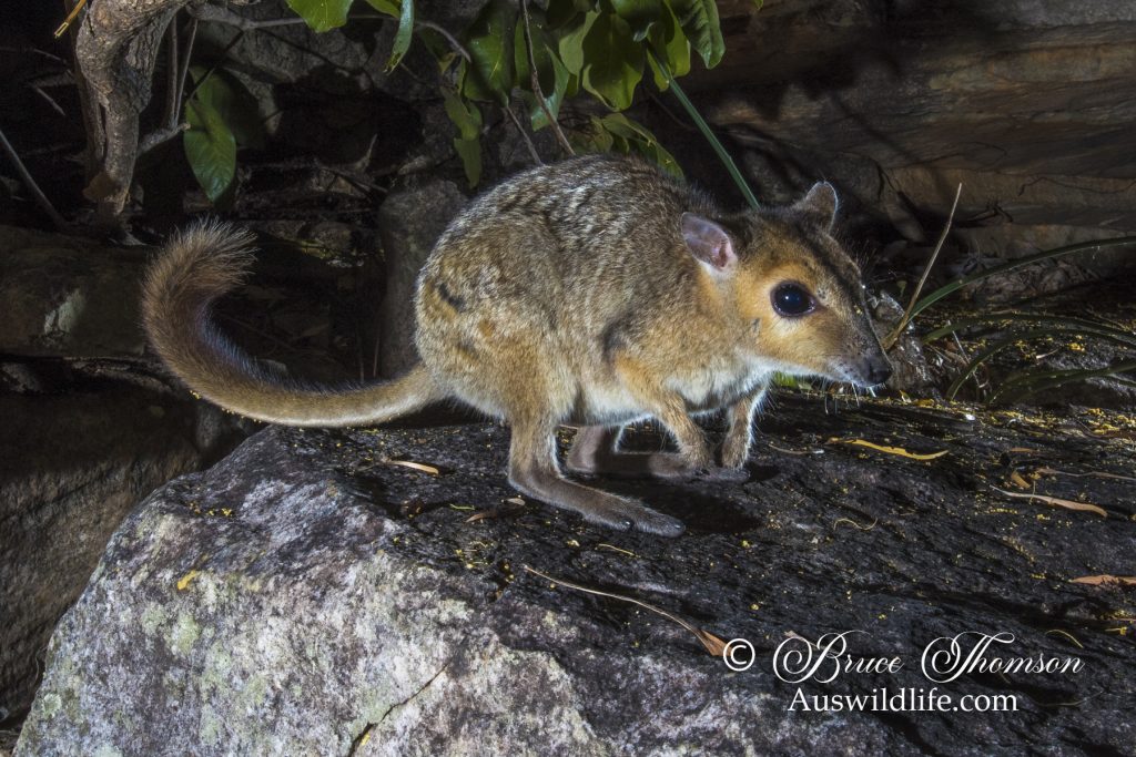 Monjon (Petrogale burbidgei) Monjon (Petrogale burbidgei)