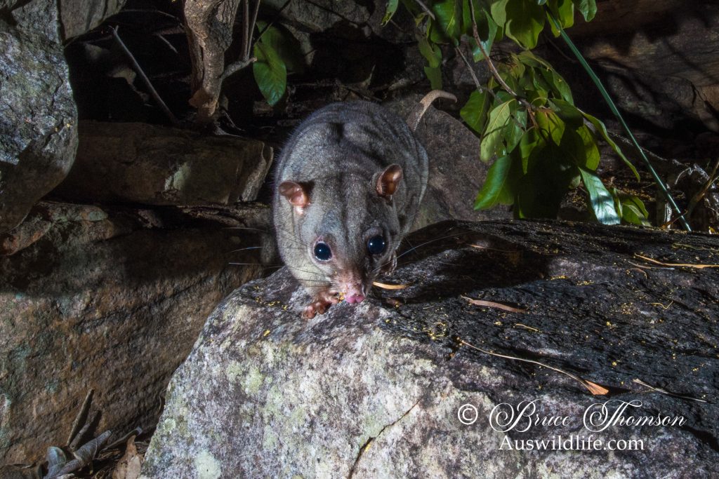 Scaly-tailed Possum or Wyulda (Wyulda squamicaudata)