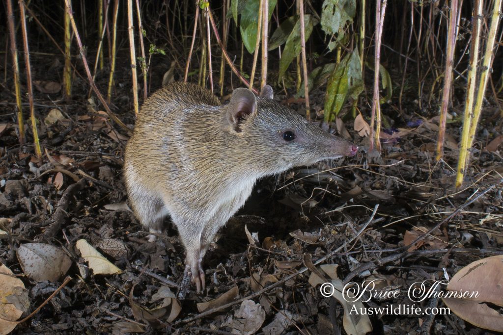 Golden Bandicoot (Isoodon auratus) Golden Bandicoot (Isoodon auratus)
