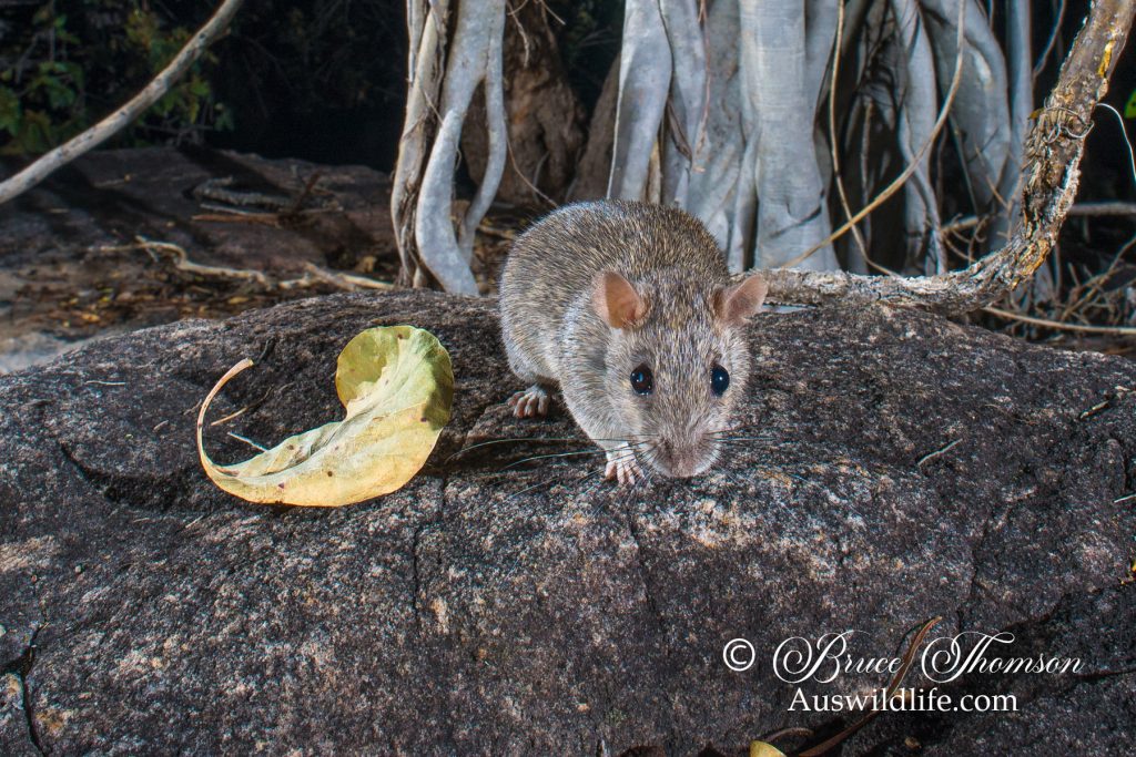 Kimberley Rock Rat (Zyzomys woodwardi)