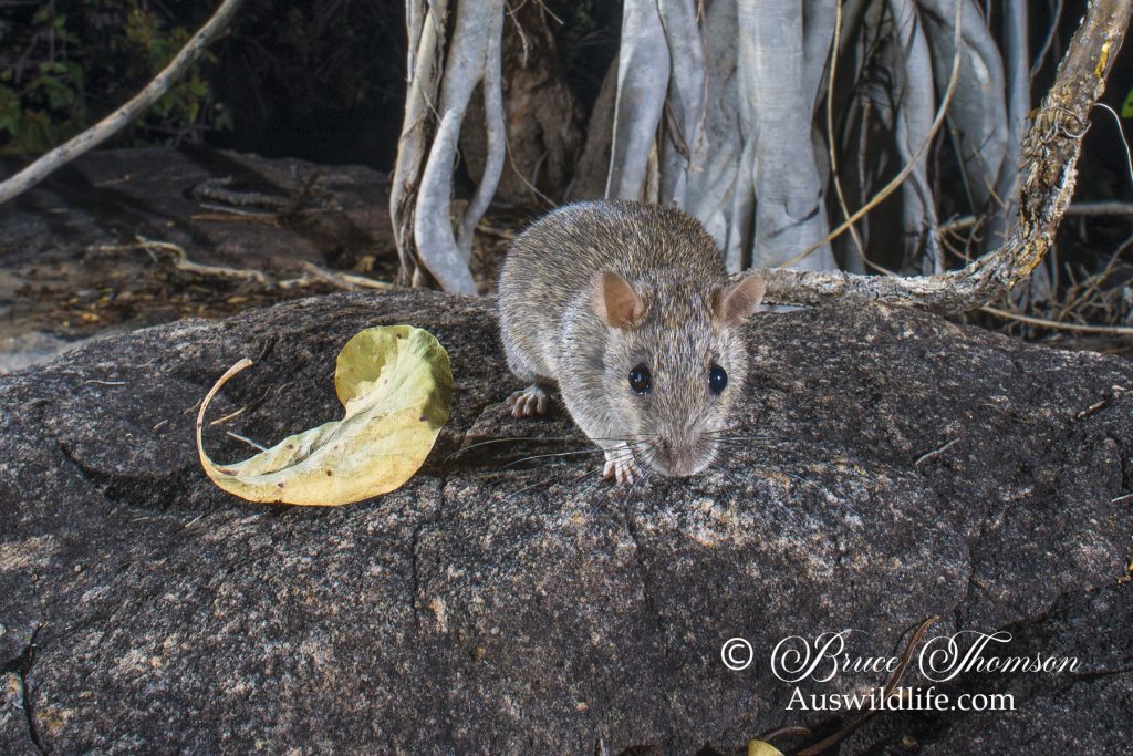 Kimberley Rock Rat (Zyzomys woodwardi) Kimberley Rock Rat (Zyzomys woodwardi)