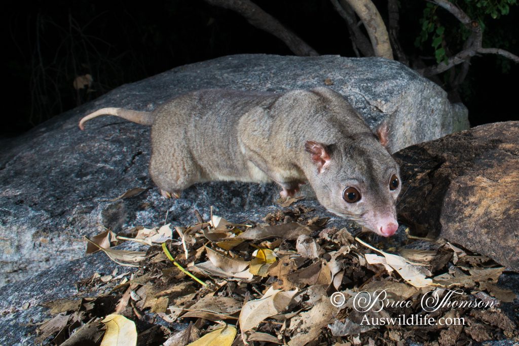 Scaly-tailed Possum or Wyulda (Wyulda squamicaudata)