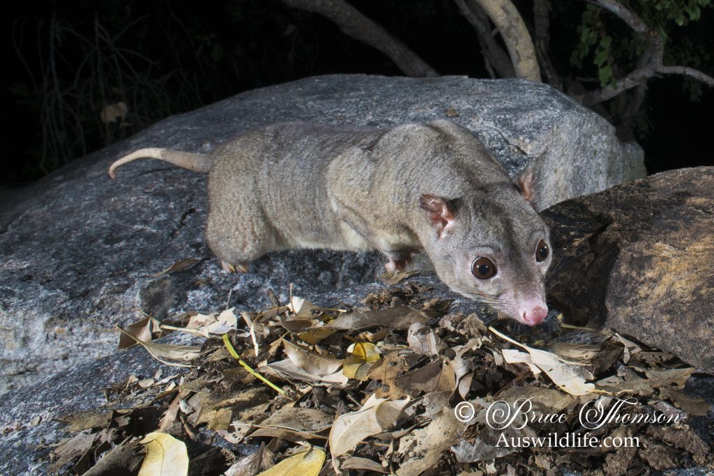 Scaly-tailed Possum or Wyulda (Wyulda squamicaudata) Scaly-tailed Possum or Wyulda (Wyulda squamicaudata)