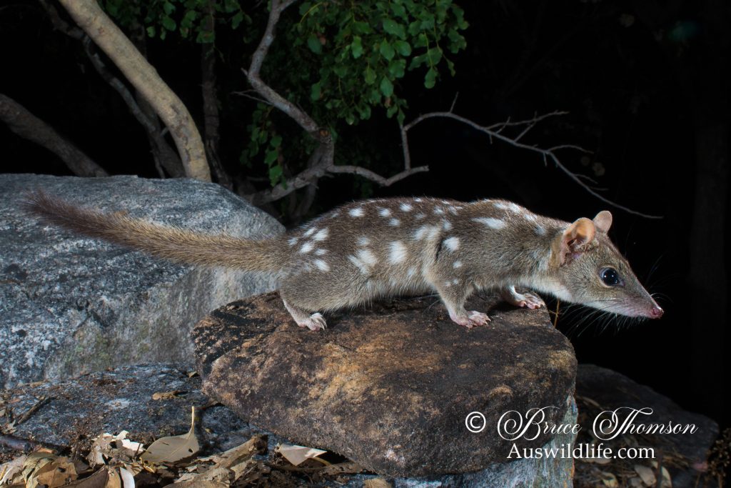 Northern Quoll (Dasyurus hallucatus)