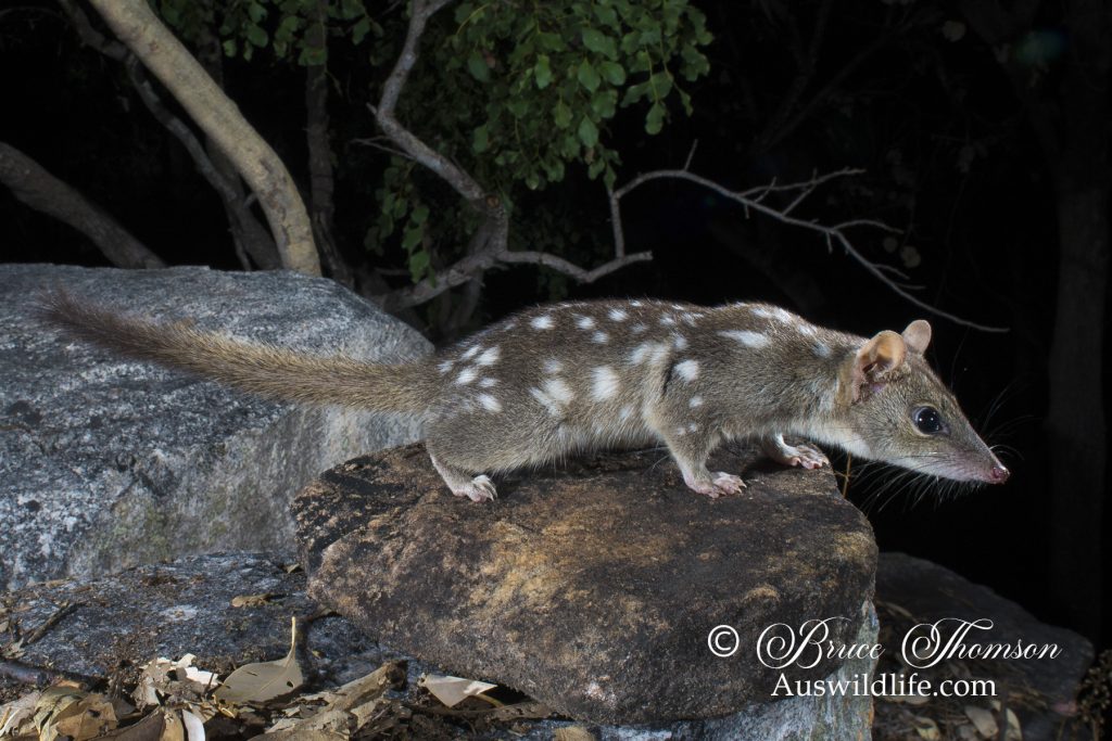 Northern Quoll (Dasyurus hallucatus) Northern Quoll (Dasyurus hallucatus)