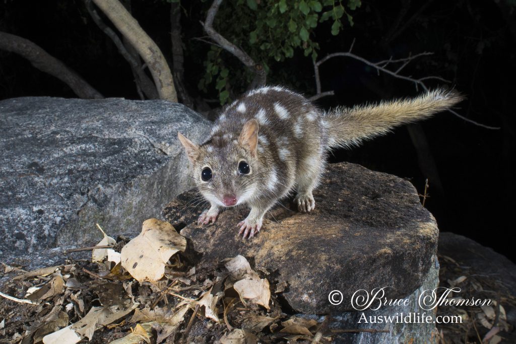 Northern Quoll (Dasyurus hallucatus) Northern Quoll (Dasyurus hallucatus)