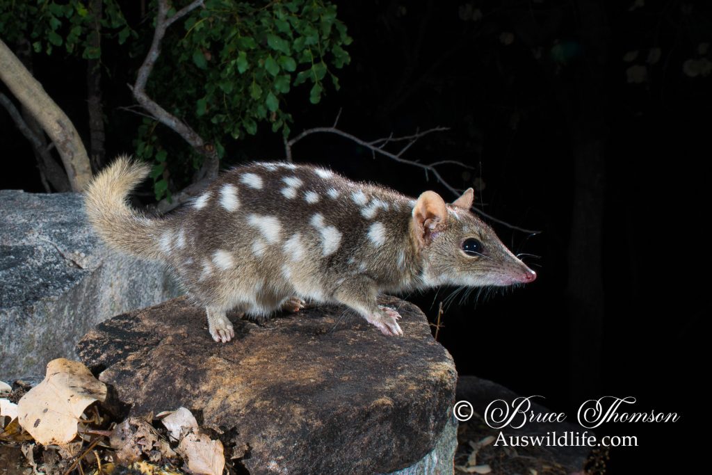 Northern Quoll (Dasyurus hallucatus)