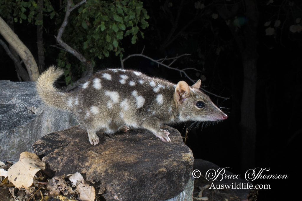 Northern Quoll (Dasyurus hallucatus) Northern Quoll (Dasyurus hallucatus)