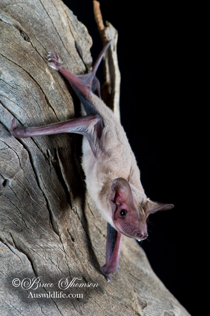 Inland Free-tailed Bat (Ozimops petersi)