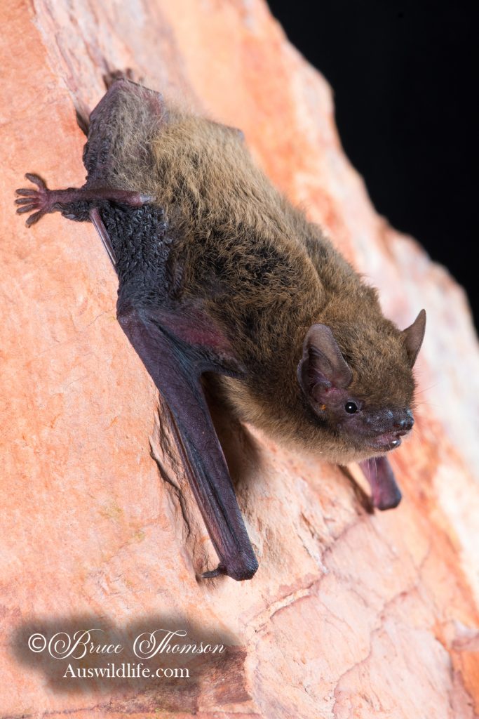 Finlayson's Cave Bat (Vespadelus finlaysoni)