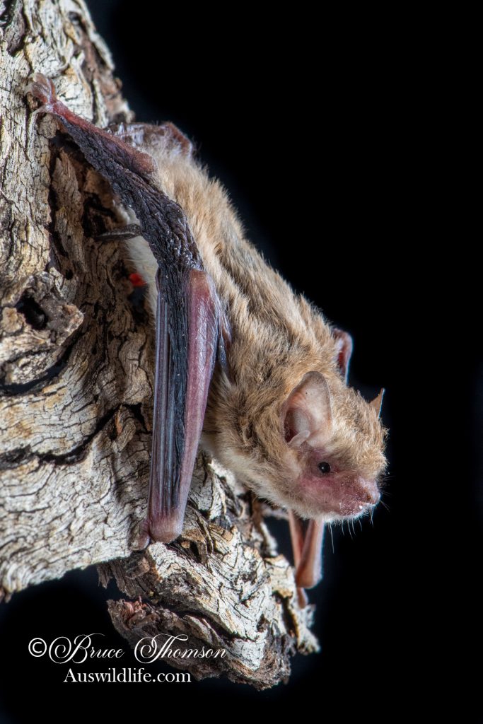 Little Forest Bat (Vespadelus vulturnus)