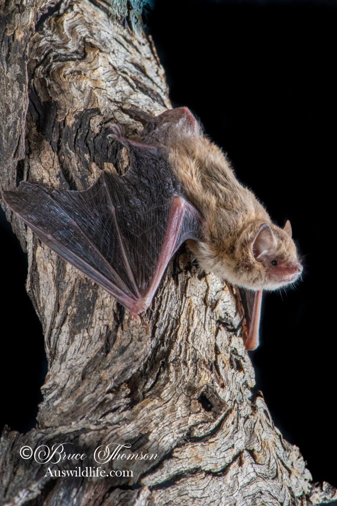 Little Forest Bat (Vespadelus vulturnus)