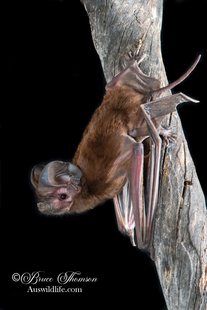 White-striped Free-tailed Bat (Austronomus australis)