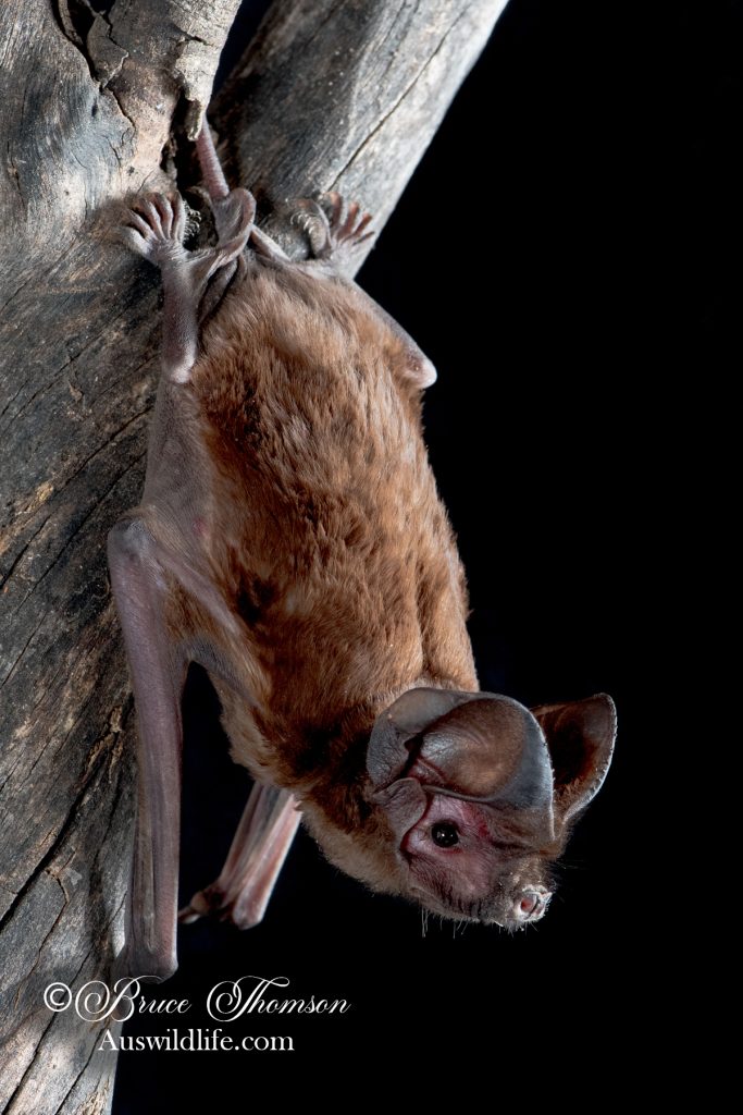 White-striped Free-tailed Bat (Austronomus australis)