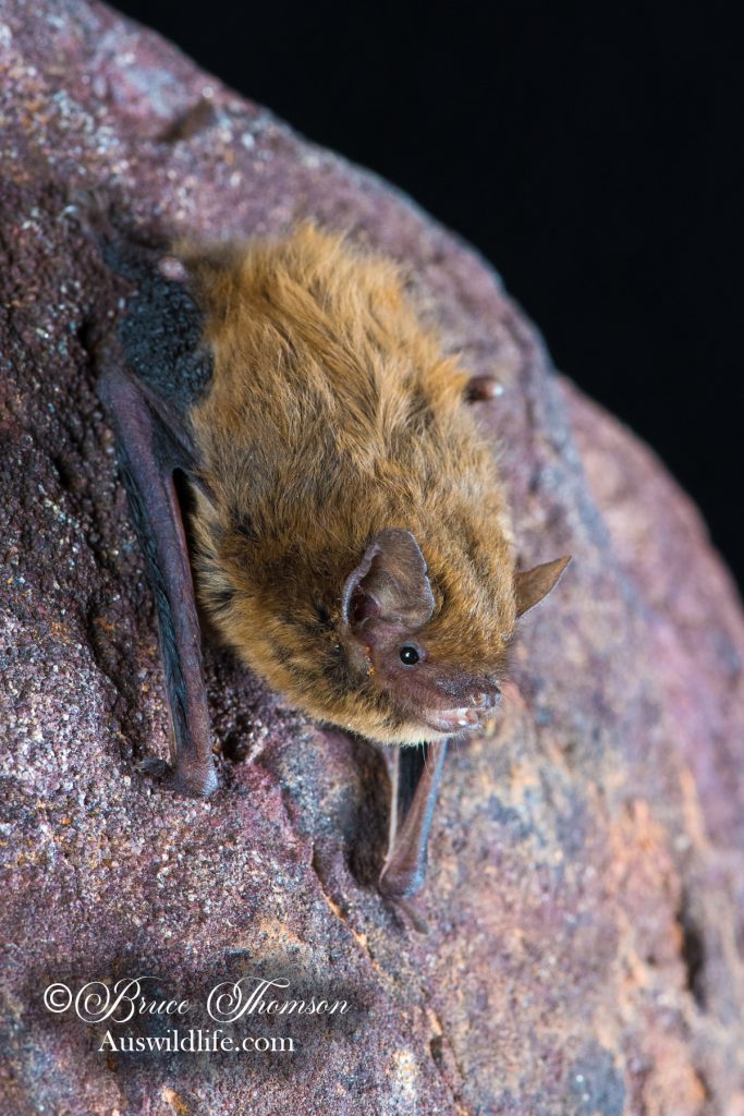 Finlayson's Cave Bat (Vespadelus finlaysoni)